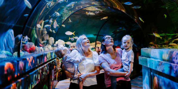 SEA LIFE Brighton: 150 Years of Fin-tastic Fun