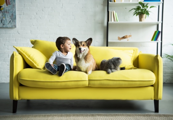 Happy Child Sitting on Yellow Sofa With Pets