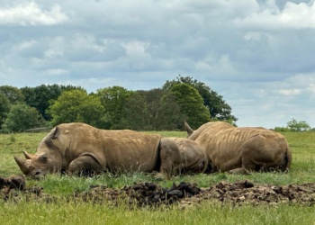 Top Trumps at Whipsnade Zoo Top Trumps at Whipsnade Zoo