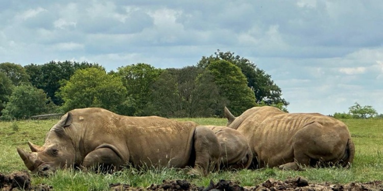 Top Trumps at Whipsnade Zoo