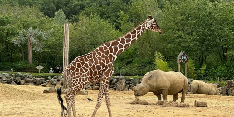 Colchester Zoo