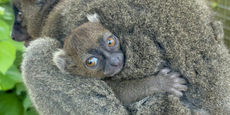 Family Fun at Cotswold Wildlife Park