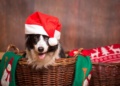 The Dos and Don’ts of Feeding Your Dog at Christmas