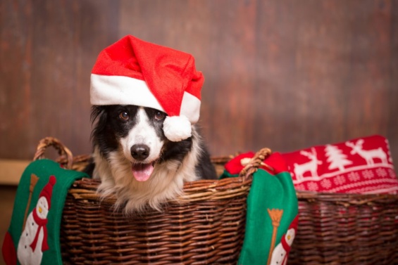 The Dos and Don’ts of Feeding Your Dog at Christmas