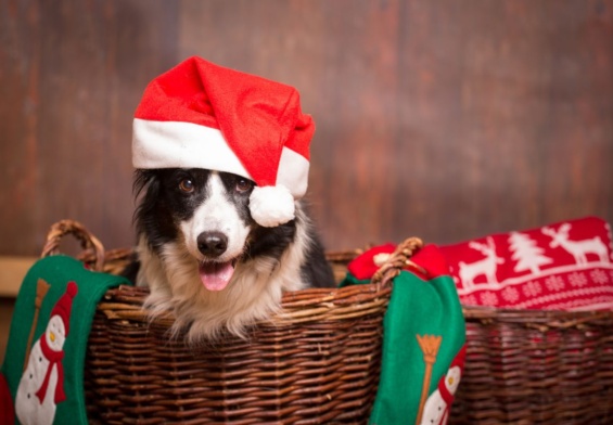 The Dos and Don’ts of Feeding Your Dog at Christmas