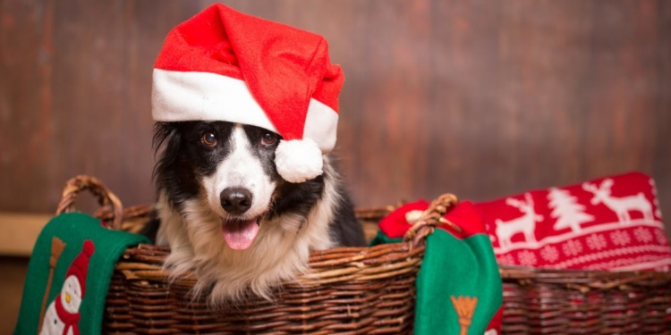 The Dos and Don’ts of Feeding Your Dog at Christmas
