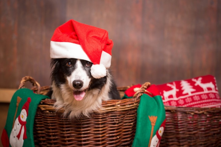 The Dos and Don’ts of Feeding Your Dog at Christmas