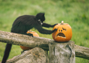 Whipsnade Zoo: Family Fun This October Half Term Whipsnade Zoo: Family Fun This October Half Term