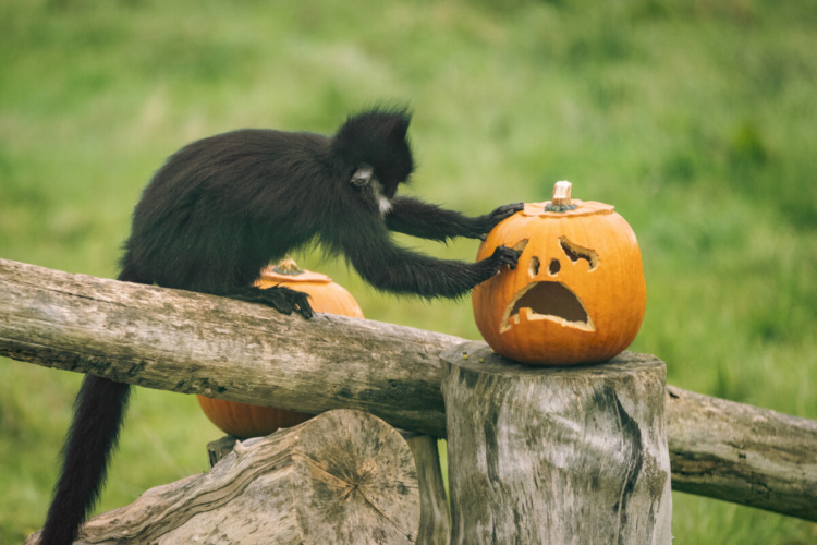 Whipsnade Zoo: Family Fun This October Half Term