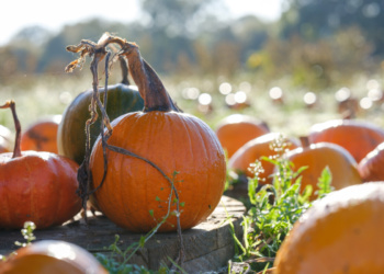 Pumpkin Festival at Odds Farm Park Pumpkin Festival at Odds Farm Park