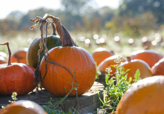 Pumpkin Festival at Odds Farm Park
