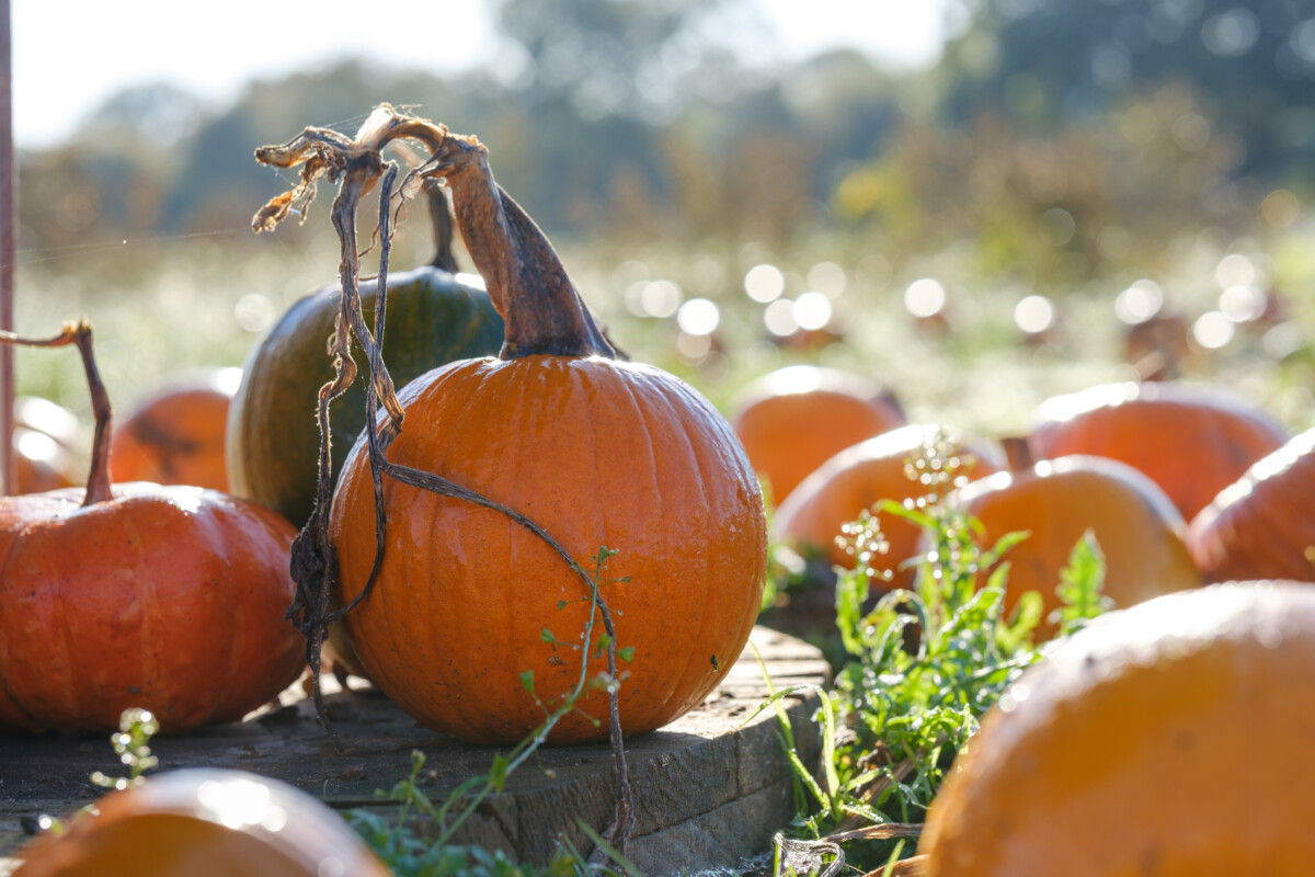 Pumpkin Festival at Odds Farm Park Pumpkin Festival at Odds Farm Park