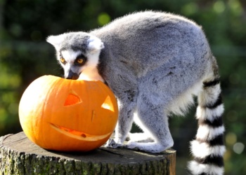 Boo at the Zoo: A Wild Halloween at Whipsnade Zoo Boo at the Zoo: A Wild Halloween at Whipsnade Zoo