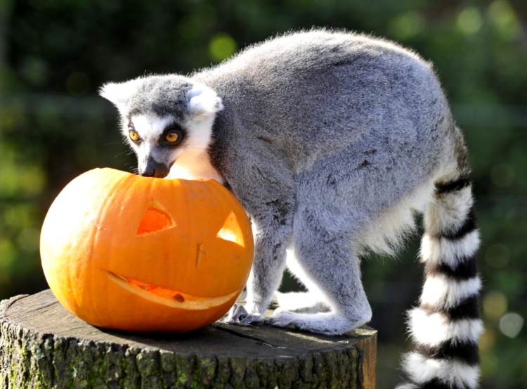 Boo at the Zoo: A Wild Halloween at Whipsnade Zoo Boo at the Zoo: A Wild Halloween at Whipsnade Zoo